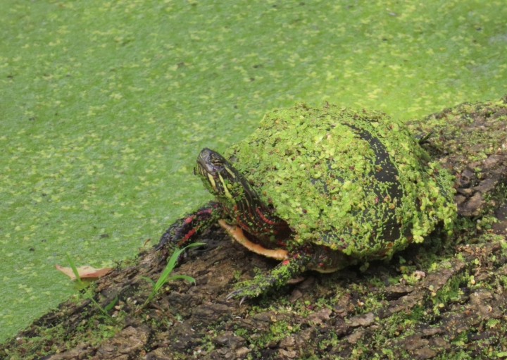 Midland Painted Turtle